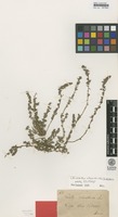 Isotype of Euxolus sclerantoides Andersson [family AMARANTHACEAE]