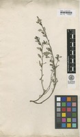 Type of Forsskaolea scabra Retz. [family URTICACEAE]