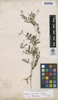 Vicia monantha Retz. [family FABACEAE]