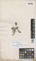 Isotype of Trifolium bicorne Forssk. [family FABACEAE]