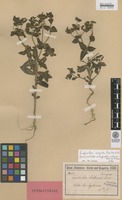 Isosyntype of Euphorbia sintenisii Boiss. ex Freyn [family EUPHORBIACEAE]