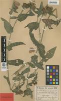 Type of Centaurea nigrescens Willd. ssp. subcordata Freyn & Sint. [family ASTERACEAE]