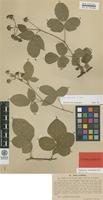Isolectotype of Rubus serrulatus Lindeb. [family ROSACEAE]