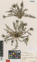 Isotype of Taraxacum chlorodes G.E.Haglund [family ASTERACEAE]
