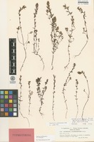 Isotype of Euphrasia salisburgensis Funck. var. schoenicola B.Pett. ex Yeo [family OROBANCHACEAE]