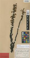 Isotype of Brachycorythis pulchra Schltr. [family ORCHIDACEAE]