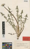 Isolectotype of Taraxacum fulvum Raunk. ssp. brachycranum Dahlst. [family ASTERACEAE]