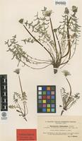 Isolectotype of Taraxacum rubicundum Dahlst. ssp. monspeliense Dahlst. [family ASTERACEAE]