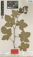 Isolectotype of Rubus affinis Weihe & Nees var. relatus F.Aresch. [family ROSACEAE]