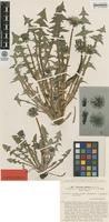 Isolectotype of Taraxacum duplidens H.Lindb. [family ASTERACEAE]