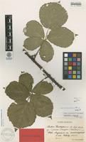 Holotype of Rubus walsemannii H.E.Weber [family ROSACEAE]