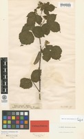 Isolectotype of Rubus pruinosus Arrh. [family ROSACEAE]