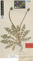 Isotype of Taraxacum nemorum G.E.Haglund [family ASTERACEAE]