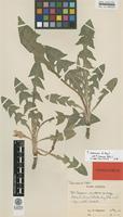 Isotype of Taraxacum nemorum G.E.Haglund [family ASTERACEAE]