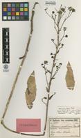 Isolectotype of Hieracium anatolicum Freyn & Sint. [family ASTERACEAE]