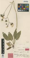 Isotype of Hieracium zygophorum Hyl. [family ASTERACEAE]