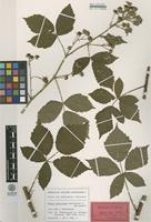 Holotype of Rubus haesitans Martensen & Walsemann [family ROSACEAE]