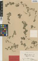 Syntype of Veronica hederifolia L. ssp. maura Murb. [family SCROPHULARIACEAE]