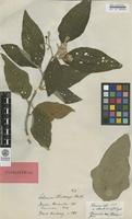 Isotype of Solanum hartwegii Benth. [family SOLANACEAE]