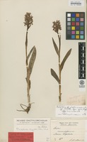 Syntype of Orchis cruentiformis Neuman [family ORCHIDACEAE]