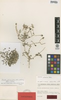 Isotype of Salsola pseudonitraria Aellen & Rech.f. [family AMARANTHACEAE]