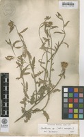 Centaurea napifolia L. [family ASTERACEAE]