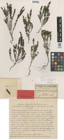 Type of Euphrasia olympica Halácsy & Sint. [family OROBANCHACEAE]
