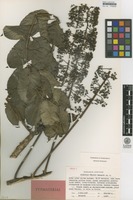 Isotype of Polyscias felicis Bernardi [family ARALIACEAE]
