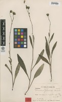 Syntype of Hieracium faeroense Dahlst. [family ASTERACEAE]