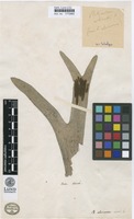 Filed as Acrostichum alcicorne P.Willemet [family POLYPODIACEAE]