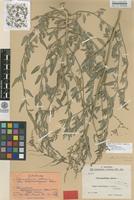 Isolectotype of Chenopodium album L. ssp. novopokrovskyanum Aellen [family CHENOPODIACEAE]