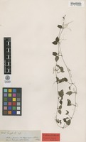 Isotype of Mapouria tenuis Müll.Arg. [family RUBIACEAE]