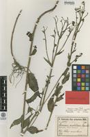Syntype of Hieracium anatolicum Freyn & Sint. [family ASTERACEAE]