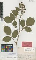 Lectotype of Rubus horridus Hartm. ssp. mitigatus A.Lund [family ROSACEAE]