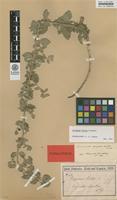Syntype of Origanum pseudo-onites H.Lindb. [family LAMIACEAE]