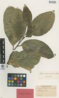 Isolectotype of Solanum devernicascens Bitter [family SOLANACEAE]