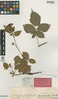 Isolectotype of Rubus aureolus Allander [family ROSACEAE]