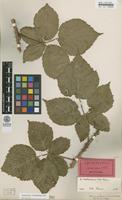 Lectotype of Rubus corylifolius Sm. var. hallandicus Gabr. ex F.Aresch. [family ROSACEAE]