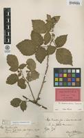 Lectotype of Rubus corylifolius Sm. var. hallandicus Gabr. ex F.Aresch. [family ROSACEAE]