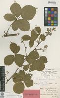 Lectotype of Rubus corylifolius Sm. ssp. divergens Neuman [family ROSACEAE]