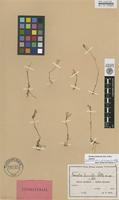 Lectotype of Nervilia humilis Schltr. [family ORCHIDACEAE]