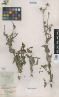 Sonchus oleraceus L. [family ASTERACEAE]