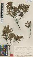 Holotype of Myrica microbracteata Weim. [family MYRICACEAE]