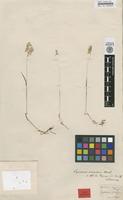 Holotype of Cynosurus aurasiacus Murb. [family POACEAE]