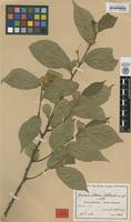 Isotype of Grewia stolzii Ulbr. [family TILIACEAE]