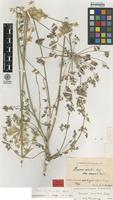 Syntype of Daucus crinitus Desf. var. comosus Murb. [family APIACEAE]