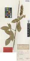 Isotype of Crotalaria variegata Welw. ex Baker [family FABACEAE]