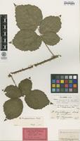 Lectotype of Rubus corylifolius Sm. var. tenuifolius F.Aresch. [family ROSACEAE]