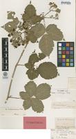 Isolectotype of Rubus corylifolius Sm. var. tenuifolius F.Aresch. [family ROSACEAE]