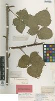 Isolectotype of Rubus corylifolius Sm. var. tenuifolius F.Aresch. [family ROSACEAE]